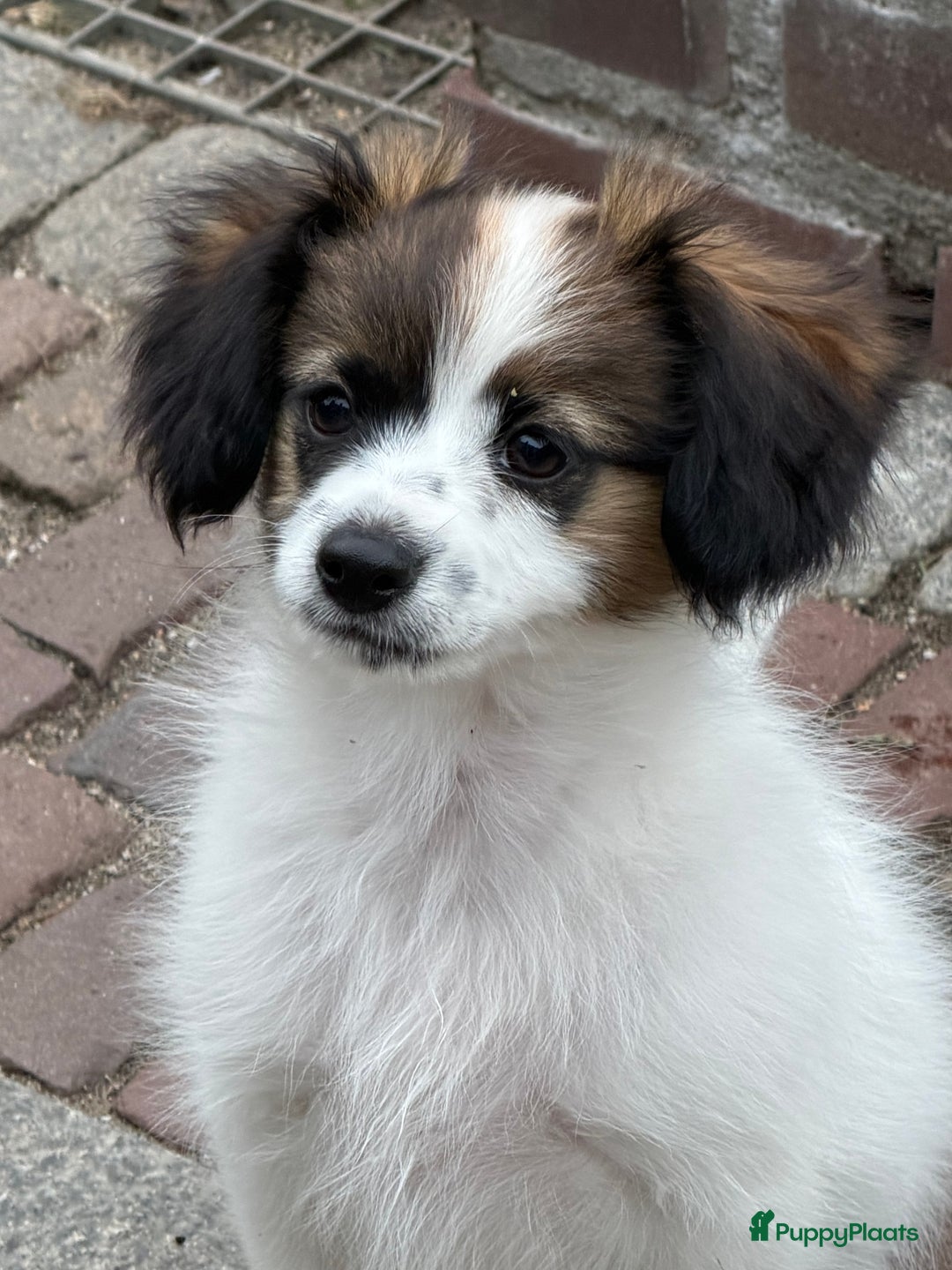 Vlinderhondje honden te koop: Mooie wit/sable Pappilon pup - Advertentie 1