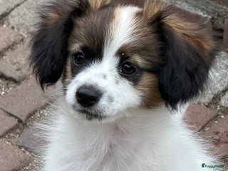 Vlinderhondje honden Mooie wit/sable Pappilon pup - Advertentie 2