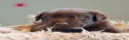 Labrador Retriever honden te koop: Prachtige labrador pups met FCI stamboom - Advertentie 8