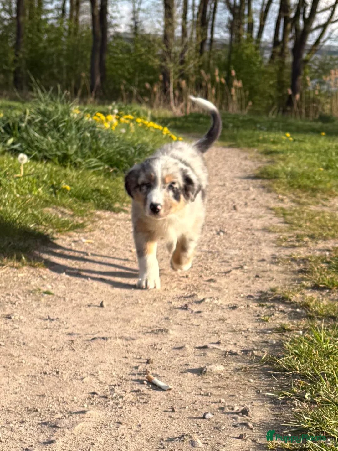 Australian Shepherd honden te koop: Australian shepherd in Eindhoven - Advertentie 1