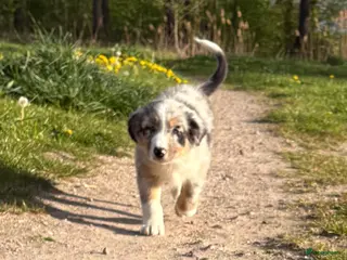 Australian Shepherd honden Australian shepherd - Advertentie 3