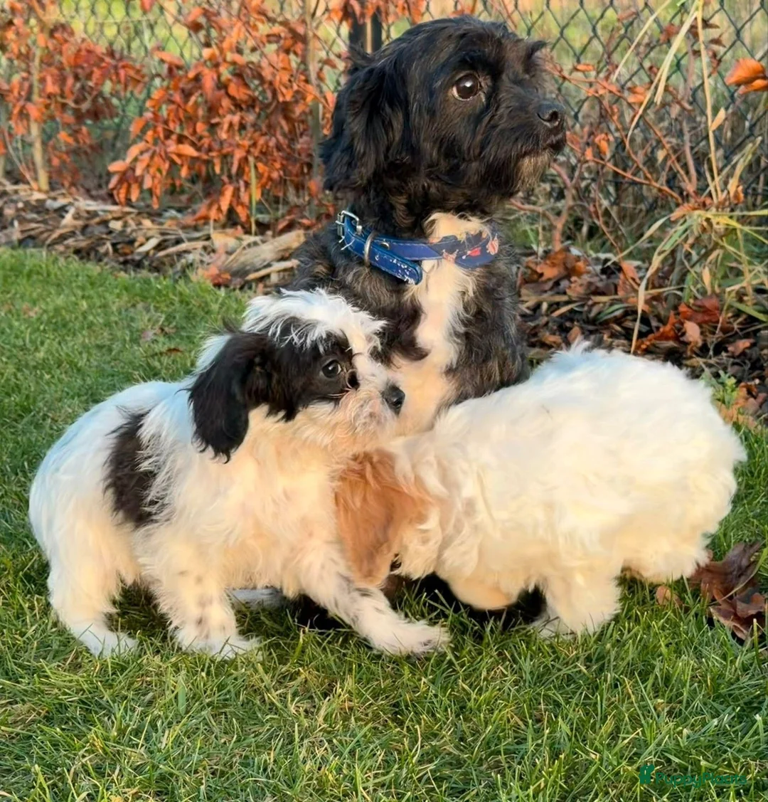 Maltipoo honden te koop: Leuke maltipoo pups  - Advertentie 28
