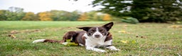 Border Collie honden te koop: border collie reutjes - Advertentie 1