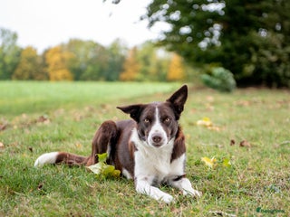 Border Collie honden border collie reutjes - Advertentie 10