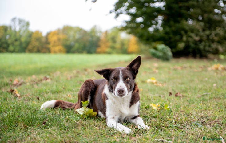 Border Collie honden - Advertentie 3