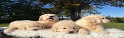 Golden Retriever honden te koop: Prachtig nestje Golden Retrievers aangeboden - Advertentie 13