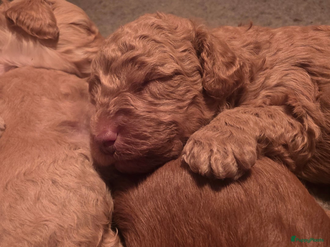 Goldendoodle honden te koop: Goldendoodle multigen middenslag reu te koop - Advertentie 12