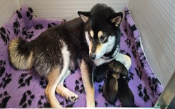 Shiba honden te koop: Shiba Inu pups met FCI stamboom - Afbeelding 9