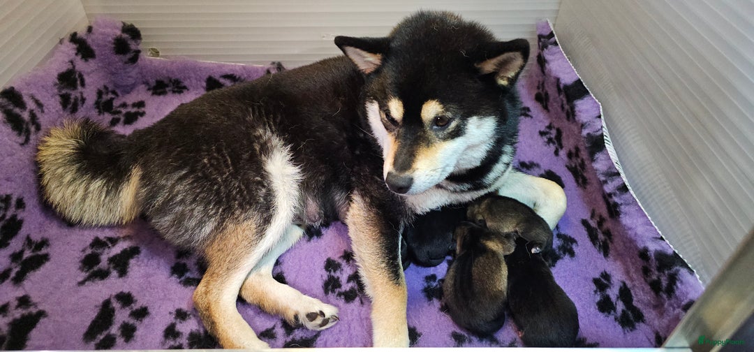 Shiba honden te koop: Shiba Inu pups met FCI stamboom - Afbeelding 12