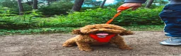 Kruising honden te koop: Dwergpoedel puppy - Advertentie 2