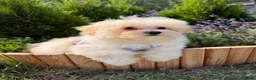 Maltipoo honden te koop: Mooie, kleine maltipoo teefjes  - Advertentie 7