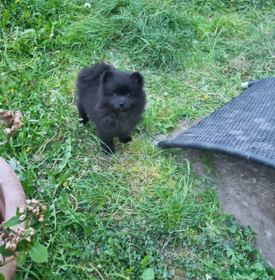 Pomeriaan honden Pomeranian,  dwergkees puppys te koop ,  - Advertentie 6