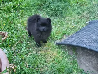 Pomeriaan honden Pomeranian, dwergkees puppys te koop , - Advertentie 6