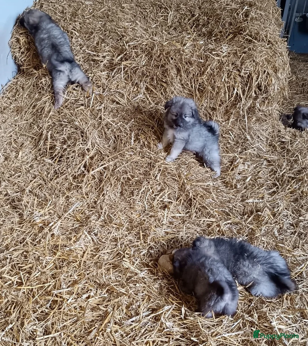 Keeshond honden te koop: Keeshond wolfsgrauw. Grijs. Blauw. - Advertentie 24