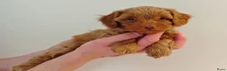 Maltipoo honden te koop: Prachtige Maltipoo pups in Ermelo - Advertentie 15