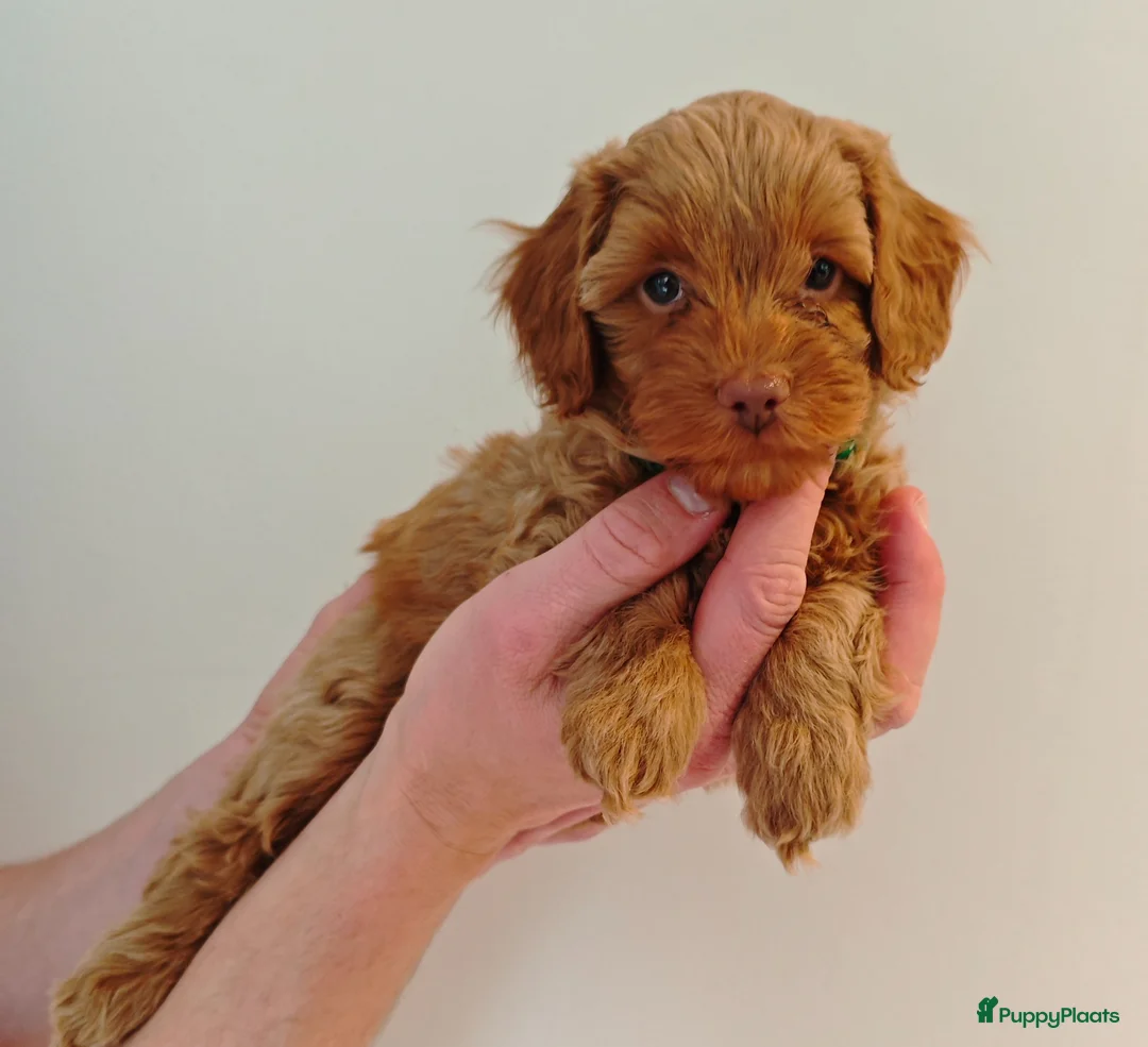 Maltipoo honden te koop: Prachtige Maltipoo pups in Ermelo - Advertentie 15