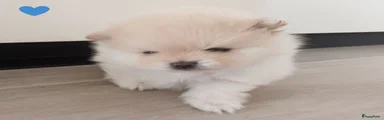 Yoshi