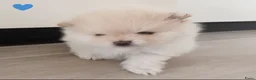 Pomeriaan honden te koop: Prachtige pomeriaan pups - Advertentie 2