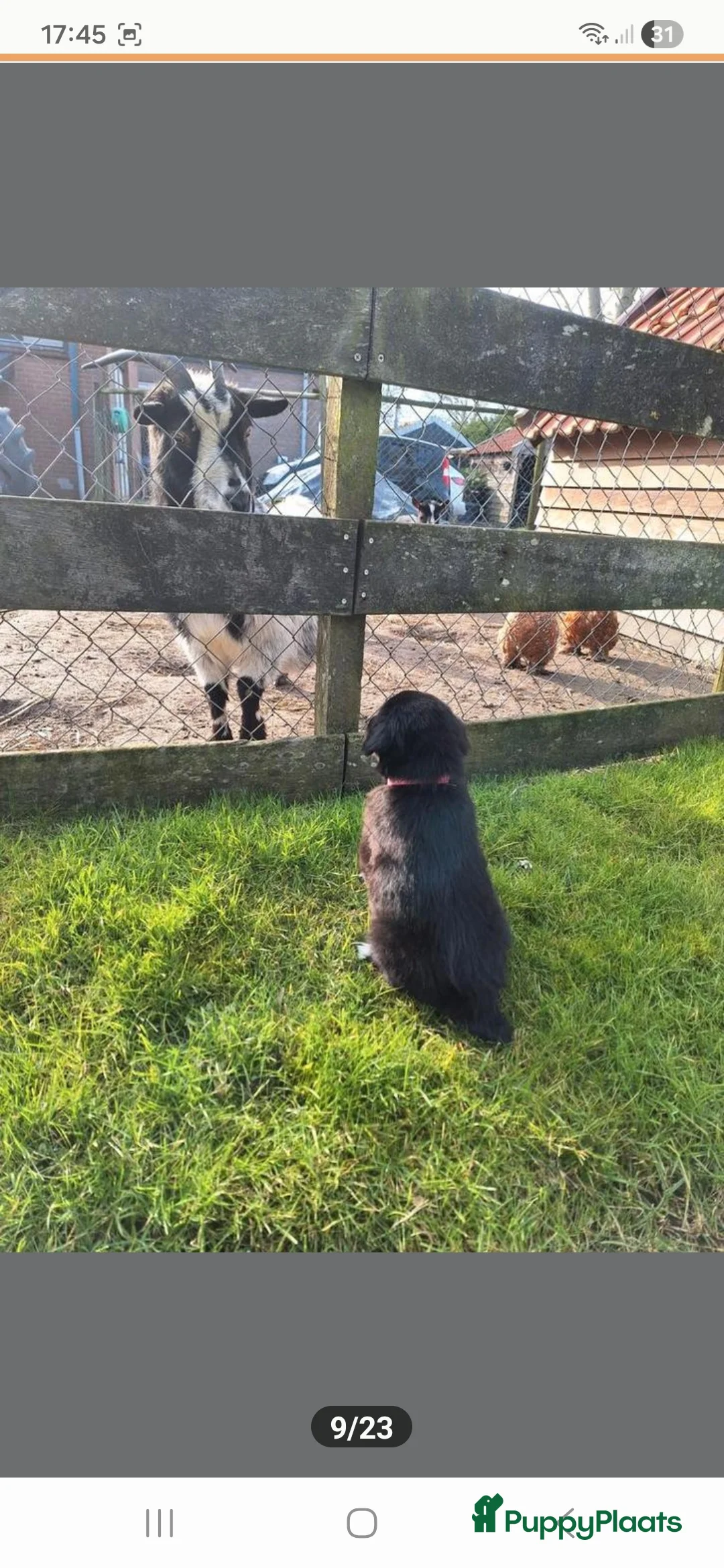 Kruising honden te koop: Xing golden retiever, aussie in huis opgegroeid - Advertentie 9