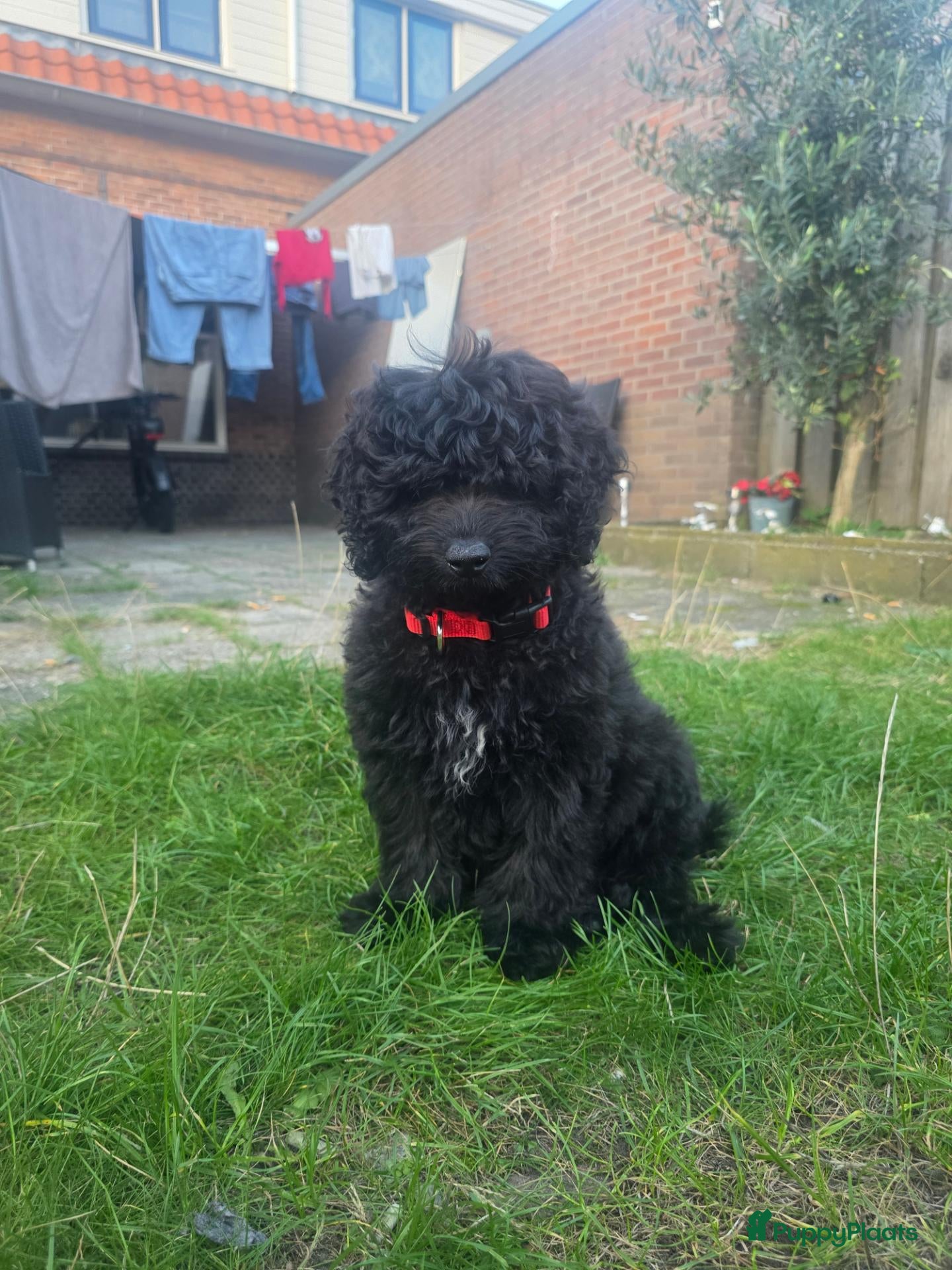Labradoodle honden Leuke Reu zoekt gouden mand - Advertentie 9