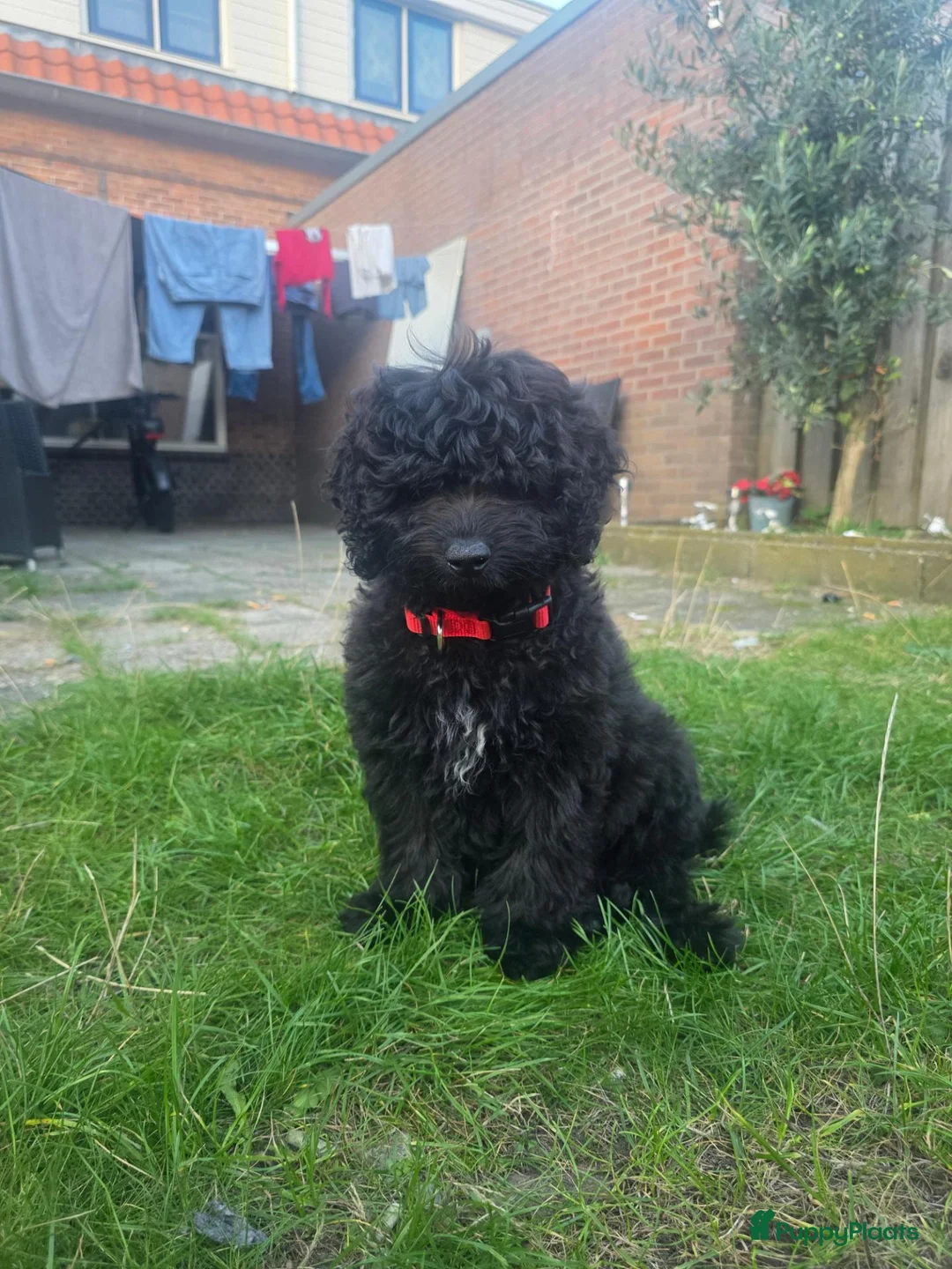 Labradoodle honden te koop: Leuke Reu zoekt gouden mand in Almelo - Advertentie 1