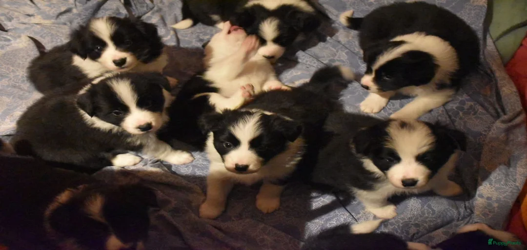 Galerij afbeelding {{count}}