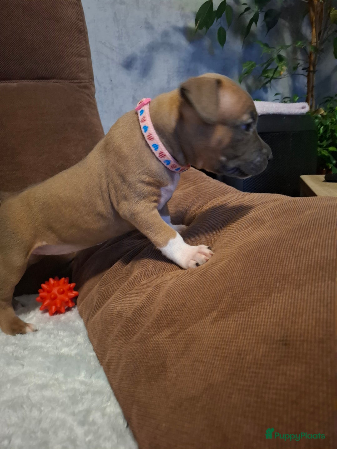 American Staffordshire Terriër honden te koop: American Staffordshire Terriers Pupps  - Advertentie 8