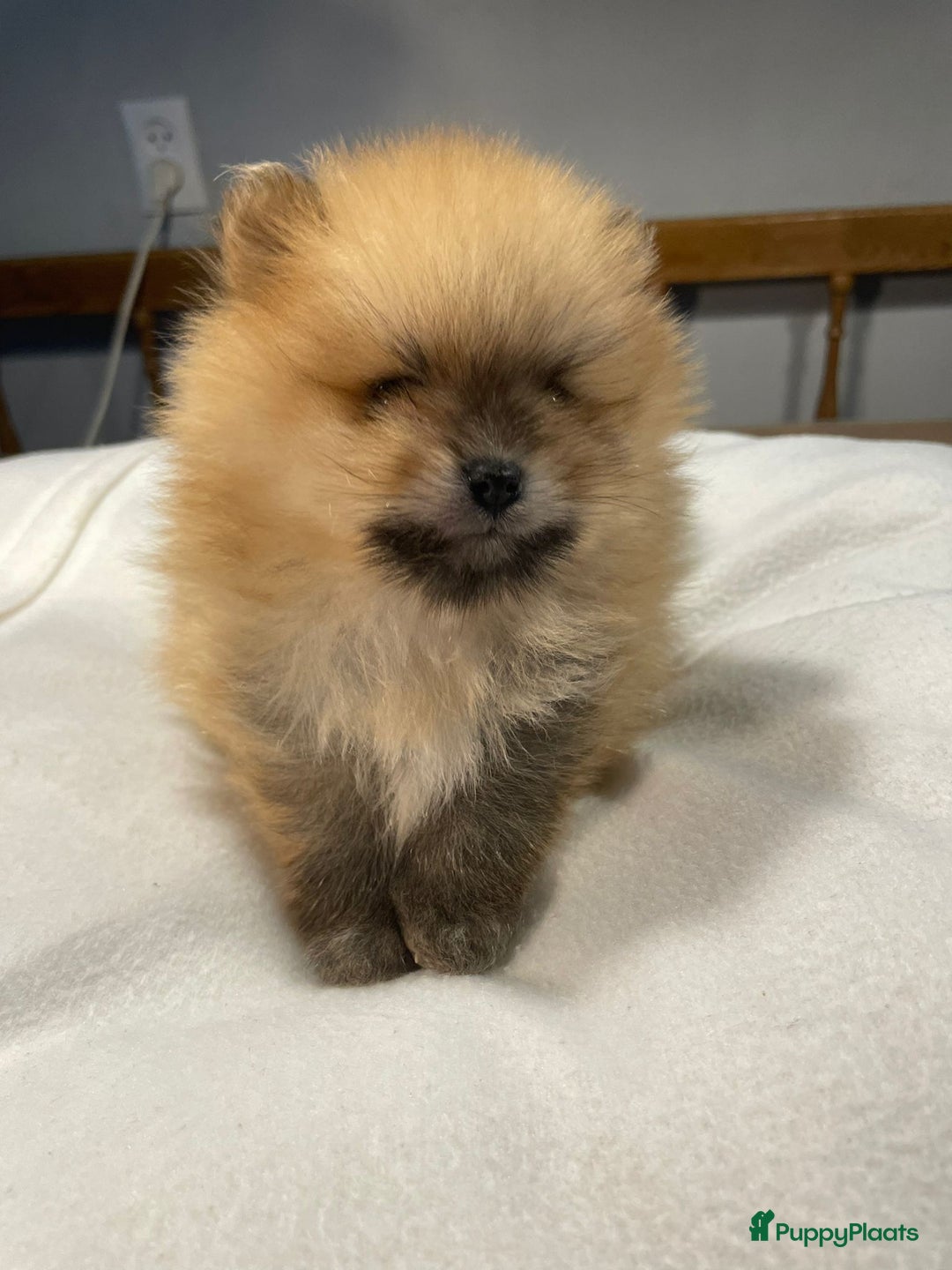 Pomeriaan honden te koop: 3 schattige Pomeriaan pups orange sable 5 wk - Advertentie 17