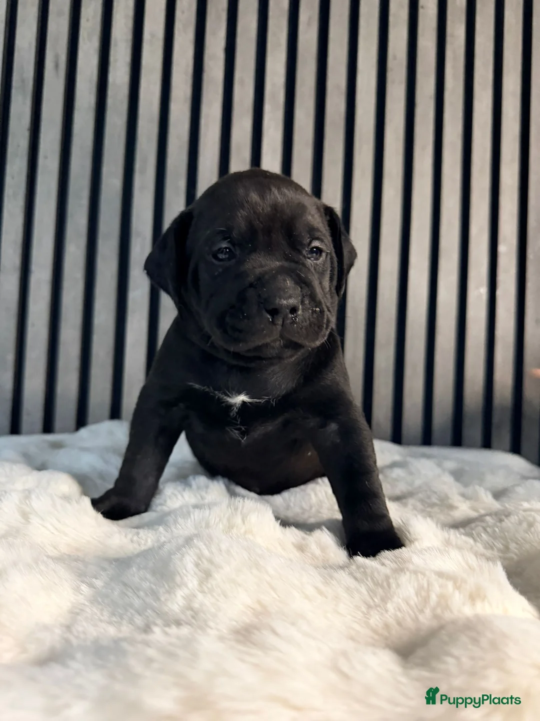 Amerikaanse Bully honden te koop: American bully xl pups  - Advertentie 13