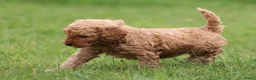 Cockapoo honden te koop: Knappe Cockapoo pups. - Advertentie 22