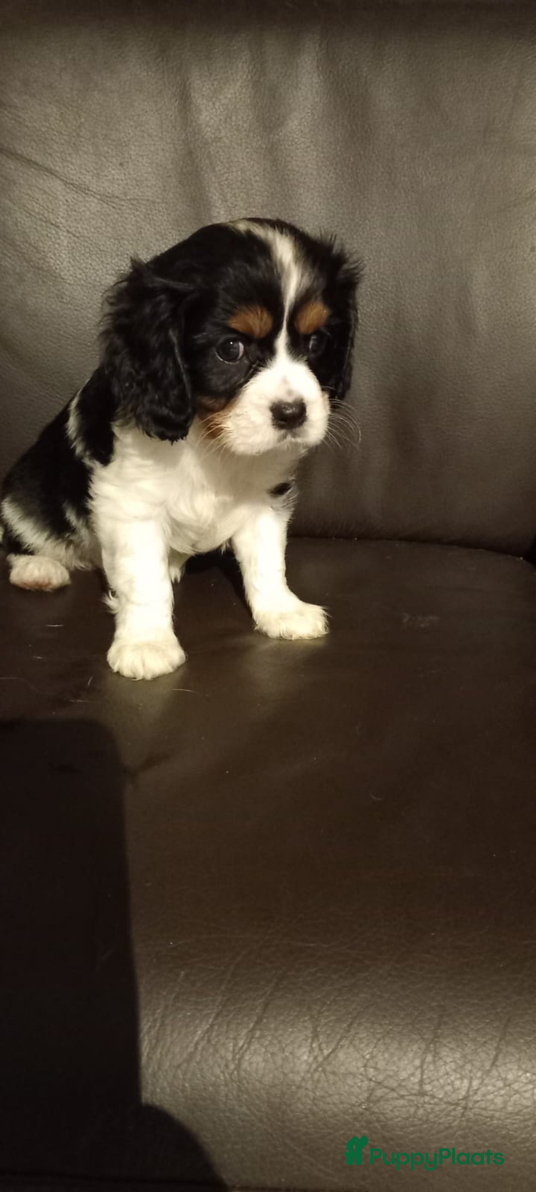 Cavalier King Charles Spaniel honden te koop: King charel - Advertentie 2