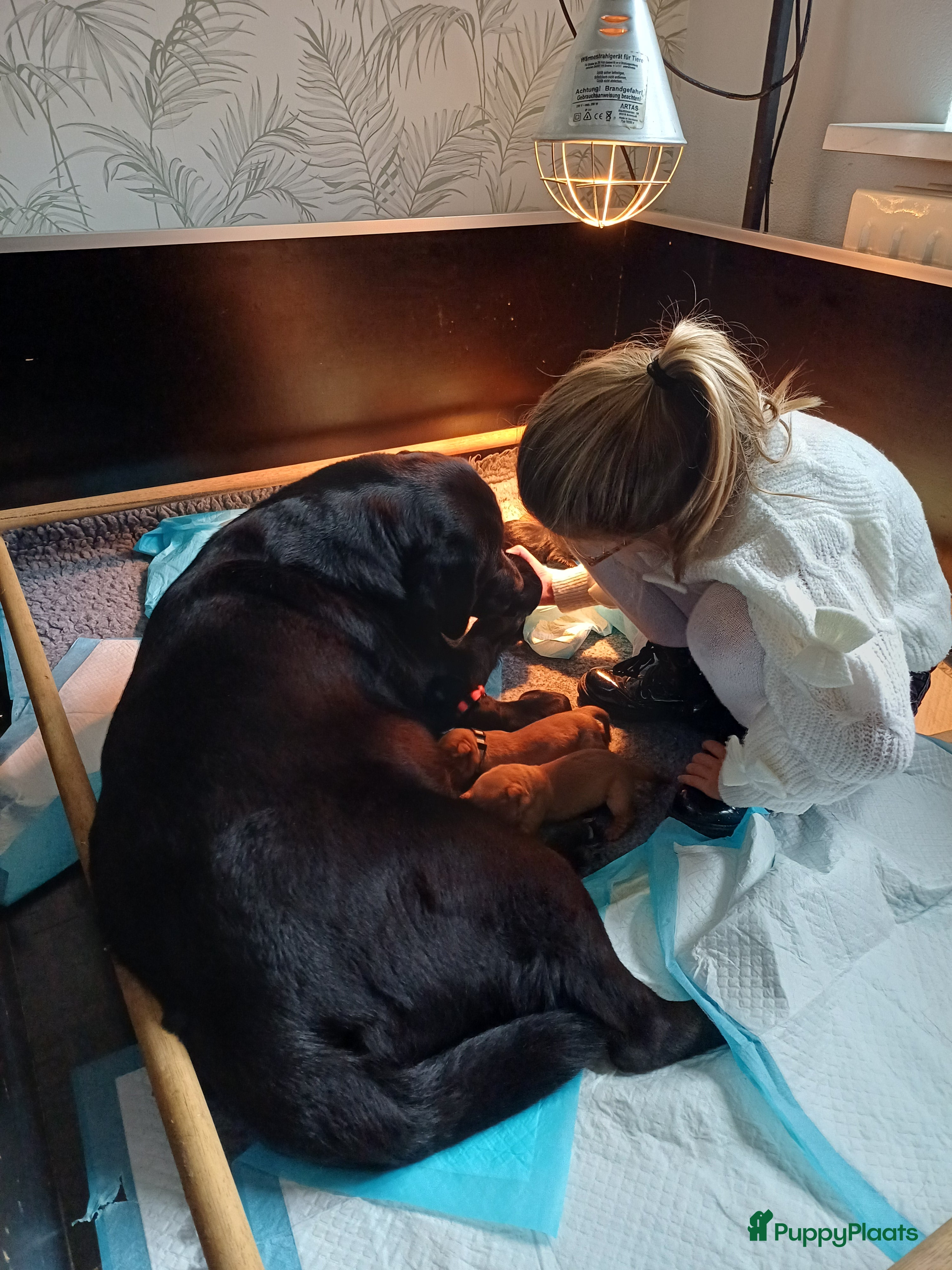 Labrador Retriever honden Lieve labrador pups redfox en zwart - Advertentie 4