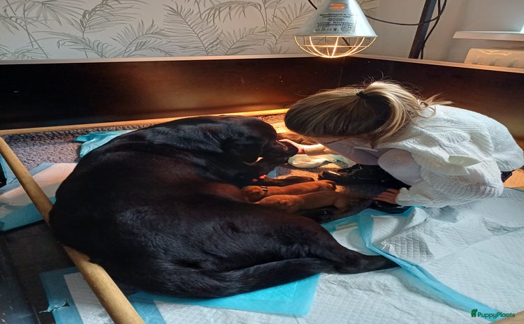 Labrador Retriever honden - Advertentie 3