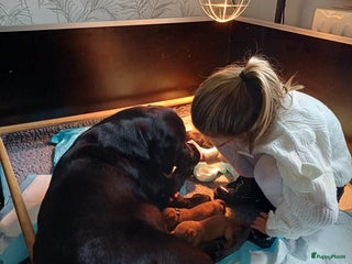 Labrador Retriever honden Lieve labrador pups redfox en zwart - Advertentie 4