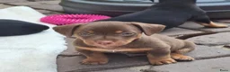 Jack Russel Terriër honden te koop: Jack Russel pups Black ant Tan in Wekerom - Advertentie 2