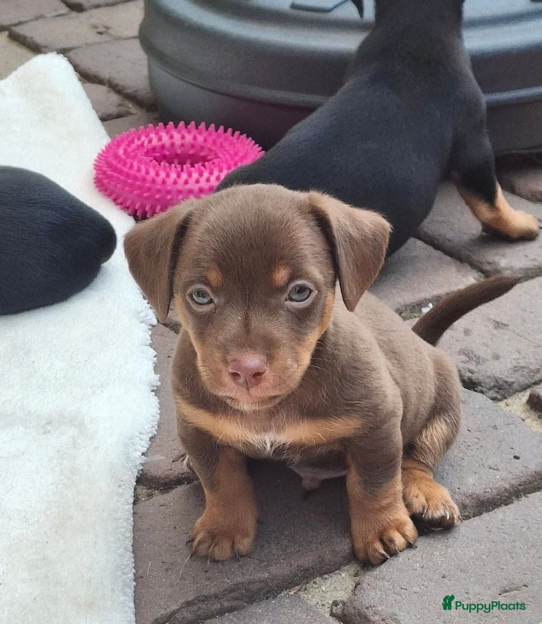 Jack Russel Terriër honden te koop: Jack Russel pups Black ant Tan in Wekerom - Advertentie 2