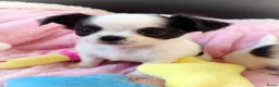 Chihuahua honden te koop: Nog 3 unieke en super schattige chihuahua puppys! - Advertentie 9