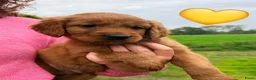 Kruising honden te koop: Lieve Irish Toller pups (Toller x Setter) - Advertentie 14