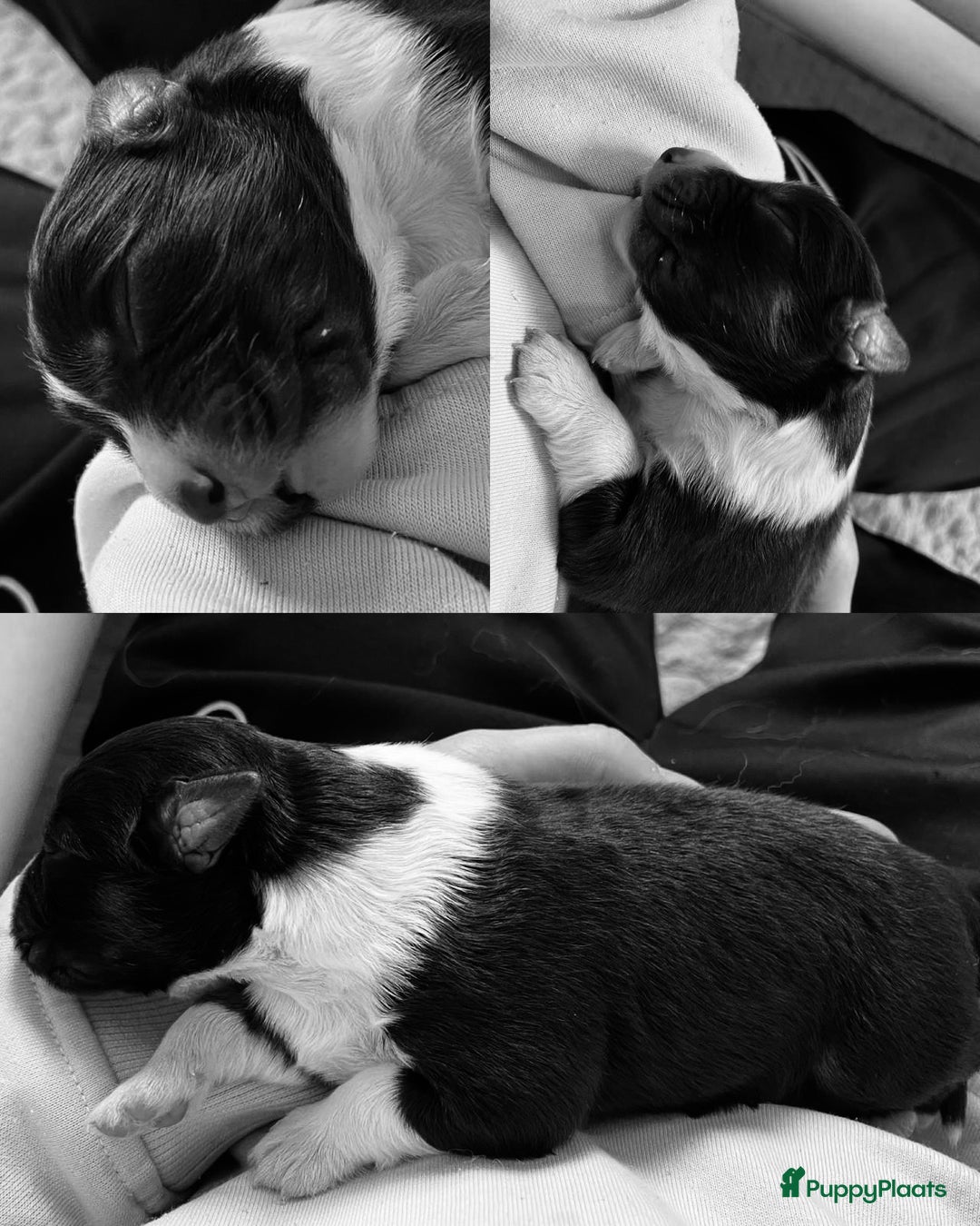 Australian Shepherd honden te koop: Prachtige pups Australian shepherd X  - Advertentie 16