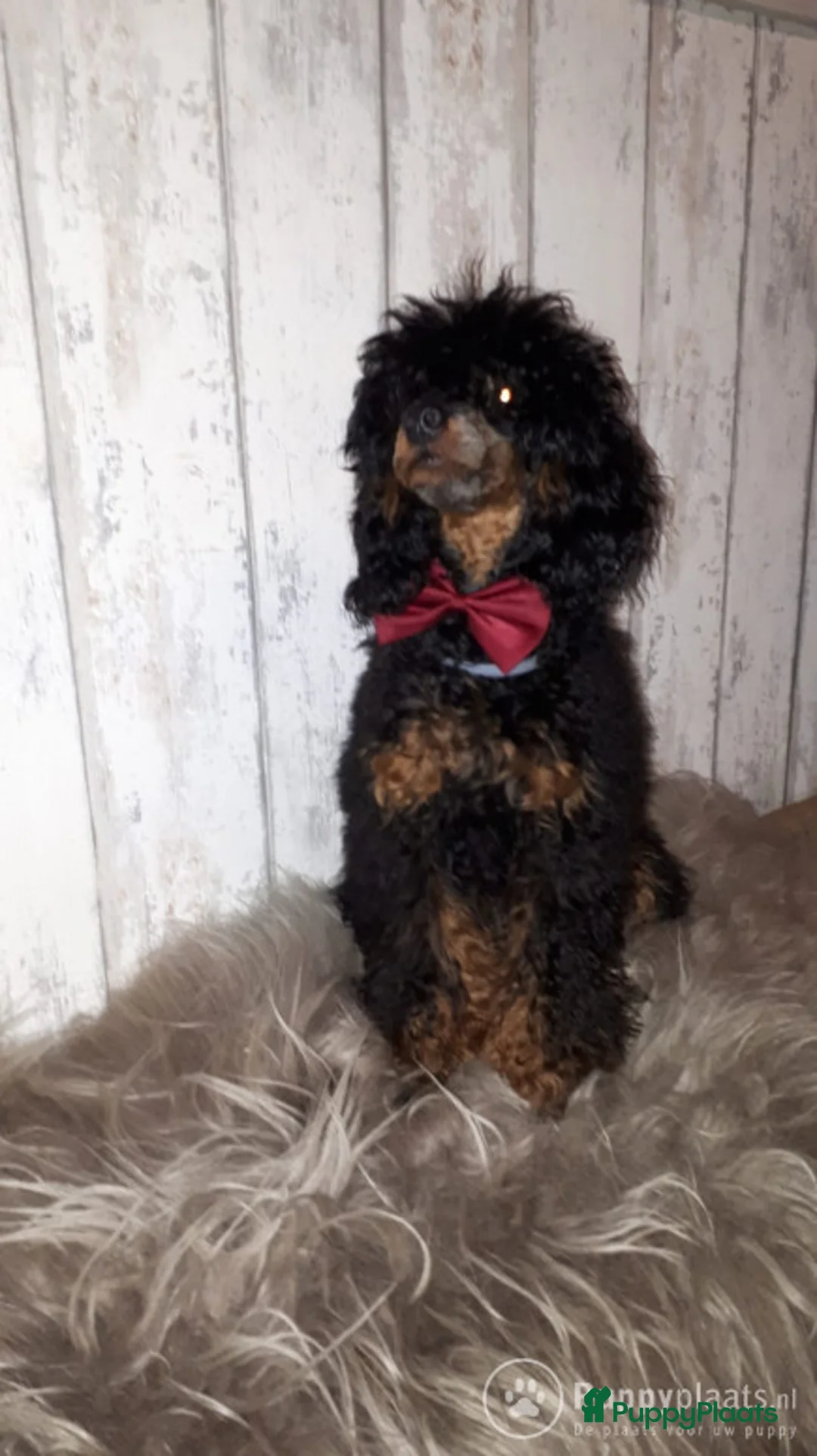 Poedel honden ter dekking: Dekreu Black and tan  dwerg poedel in Zwartemeer - Advertentie 8