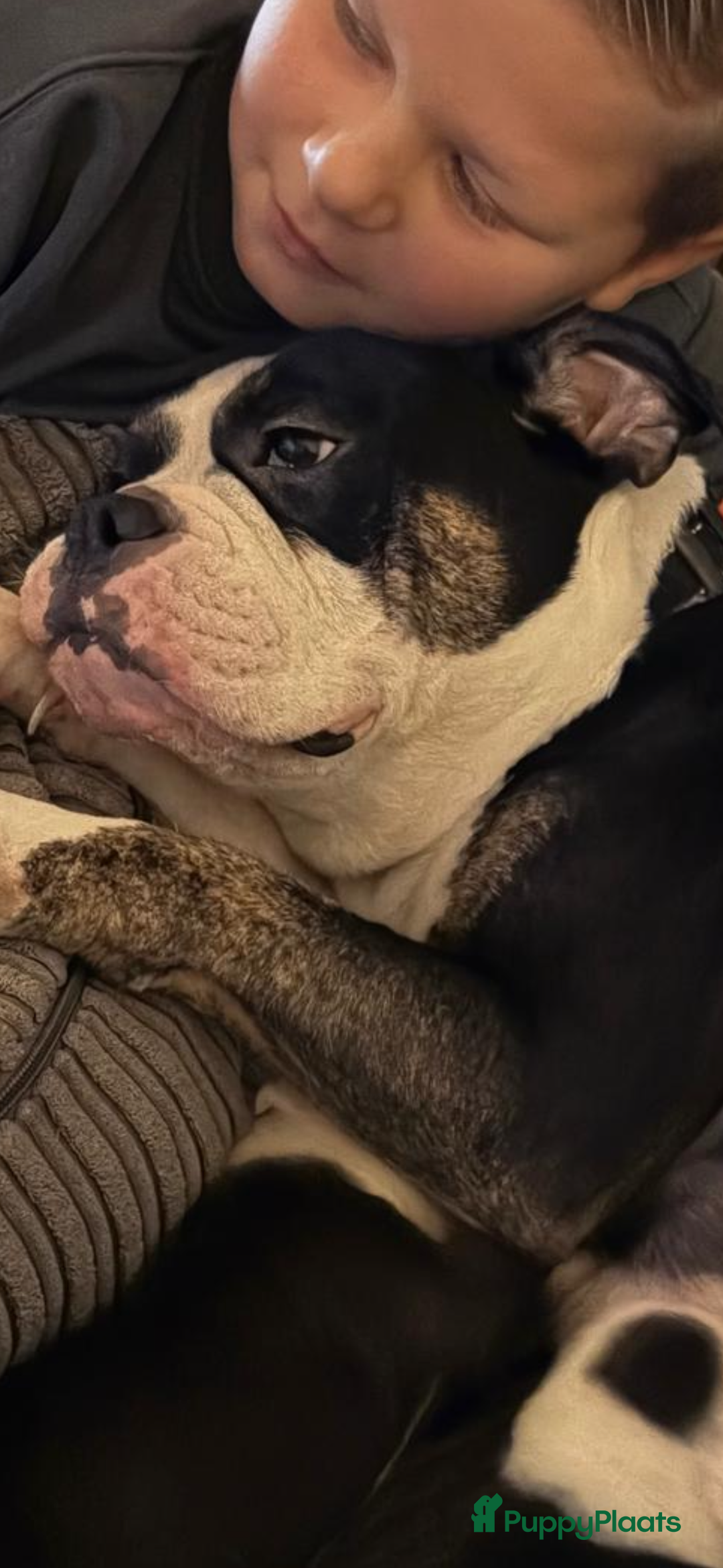 Galerij afbeelding {{count}}