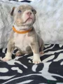Amerikaanse Bully Puppy 6