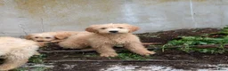 Goldendoodle honden te koop: Goldendoodle zoeken een warme thuis - Advertentie 5
