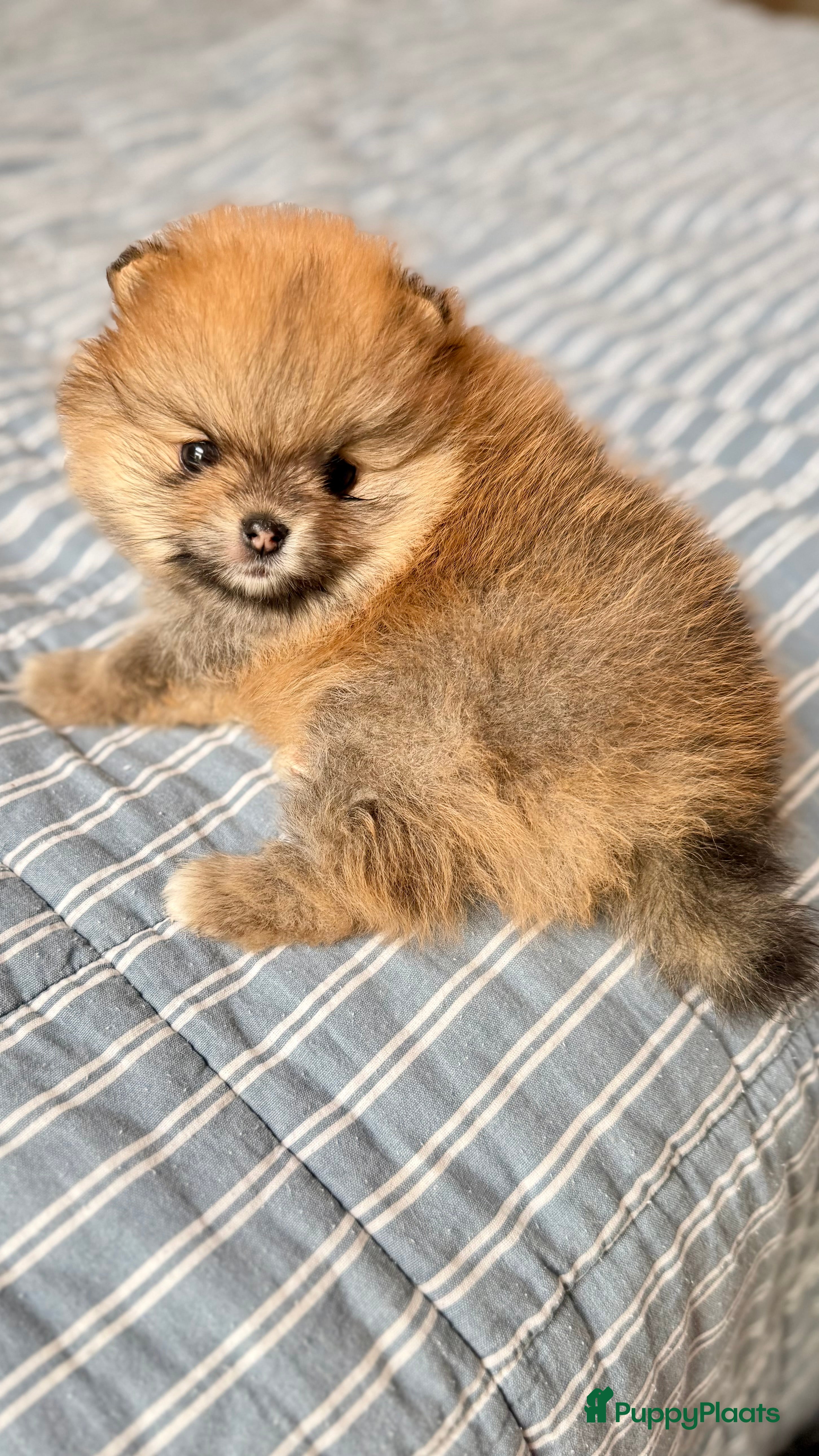 Pomeriaan honden Pomeriaan . Nog een pup beschikbaar .  - Advertentie 2