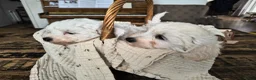 Maltipoo honden te koop: Zeer lieve maltipoo pups te koop - Advertentie 2