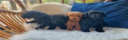 Poedel Toy honden te koop: Toypoedel pups in Oosterwolde - Advertentie 2