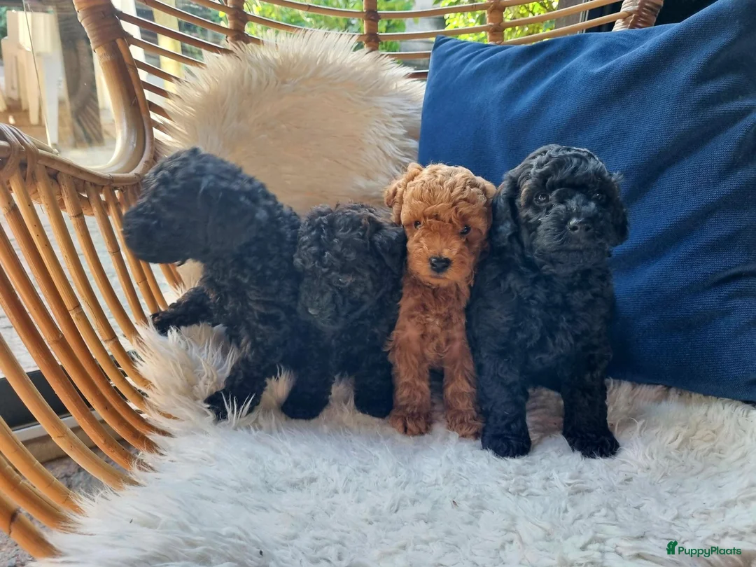 Poedel Toy honden te koop: Toypoedel pups in Oosterwolde - Advertentie 2