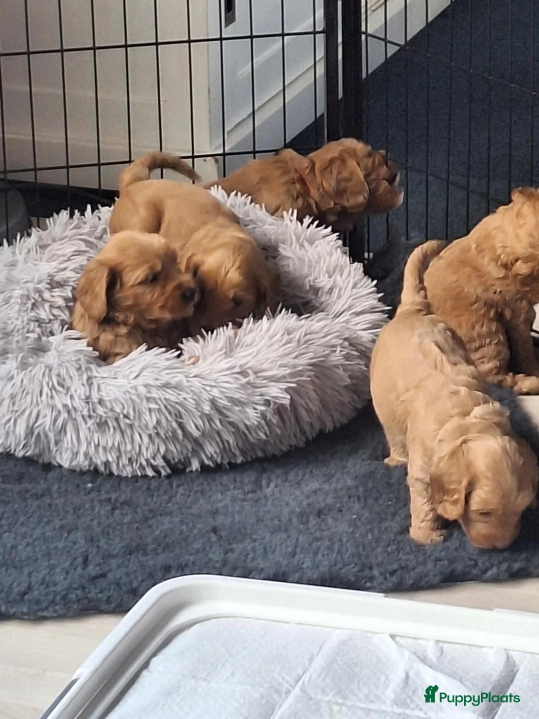 Kruising honden te koop: Cockapoo x Australian labradoodle - Advertentie 14