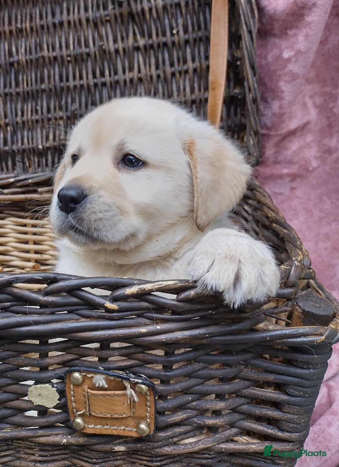 Labrador Retriever honden te koop: schitterend geel labrador reutje beschikbaar.  - Advertentie 2