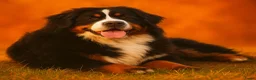 Berner Sennenhond honden te koop: Berner sennen - Advertentie 4